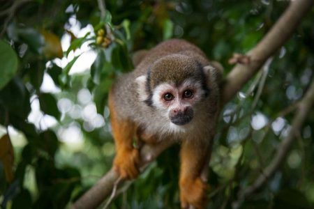 Jungle Monkeys