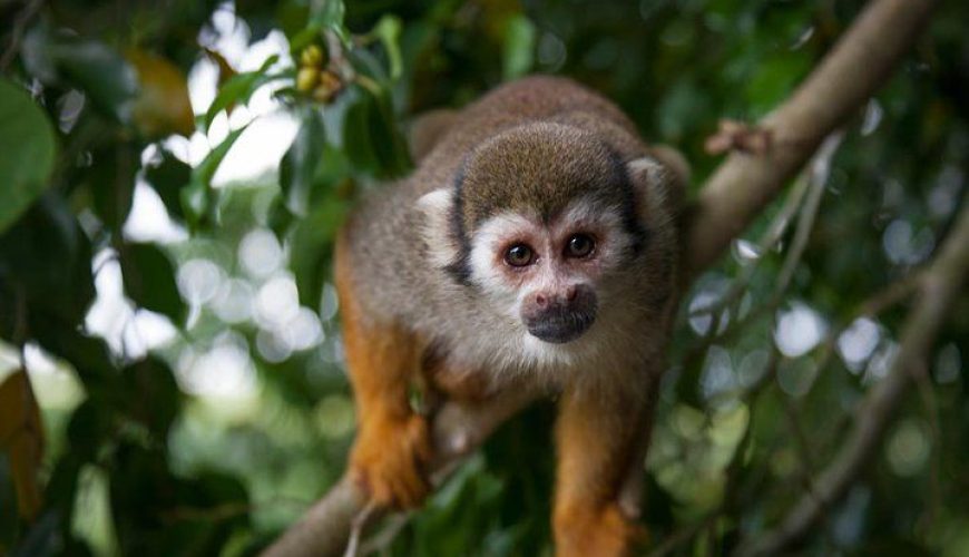 Tours and Excursions in Puerto Plata